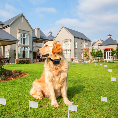 Golden Retriever wearing an adjustable pet boundary collar system in a sunny yard