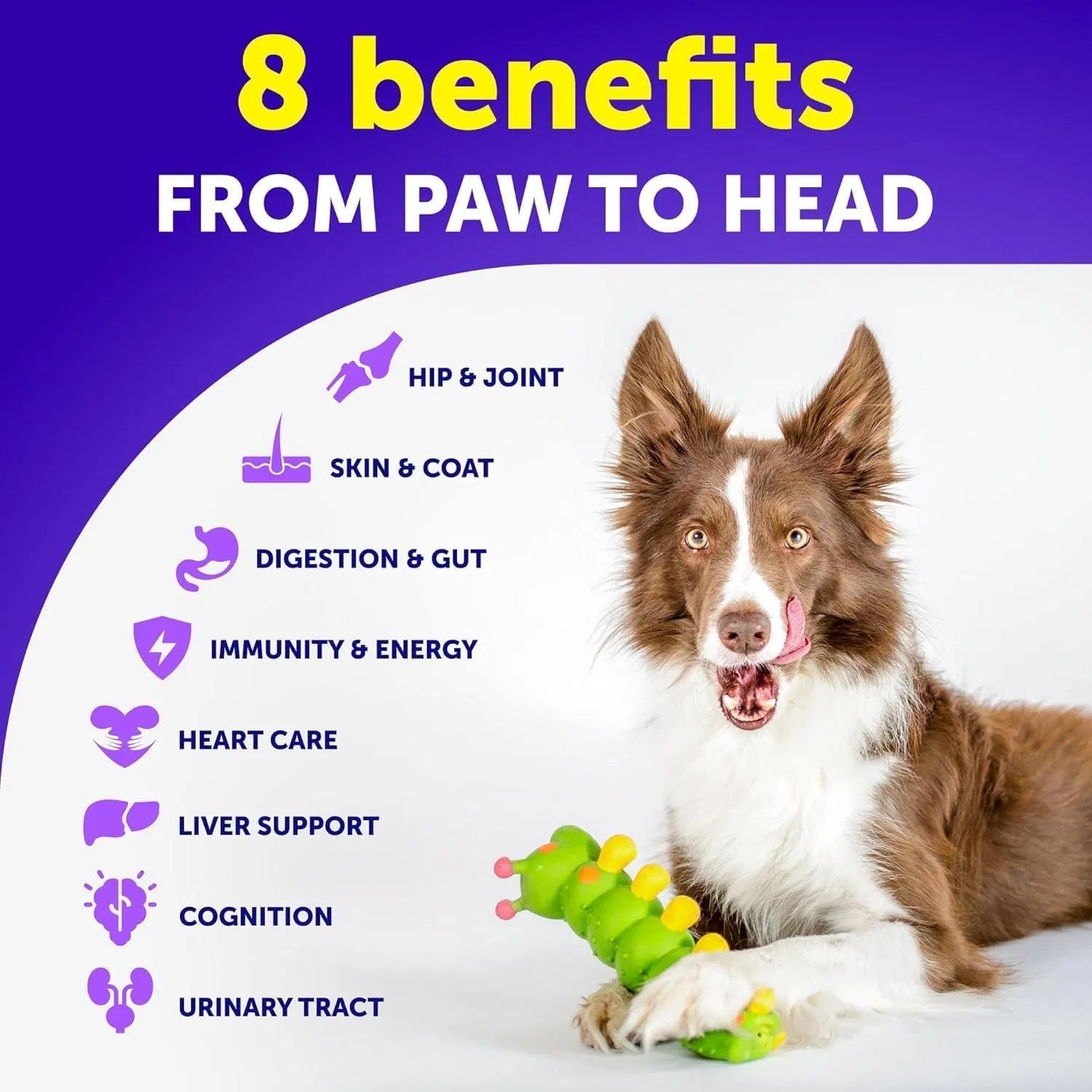 Photo of a brown and white dog with a green toy and benefit icons showing 20 in 1 dog vitamins for skin and coat health