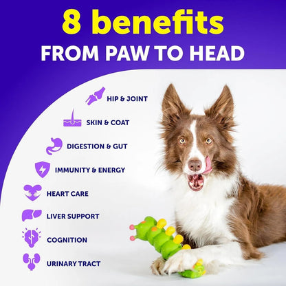 Photo of a brown and white dog with a green toy and benefit icons showing 20 in 1 dog vitamins for skin and coat health