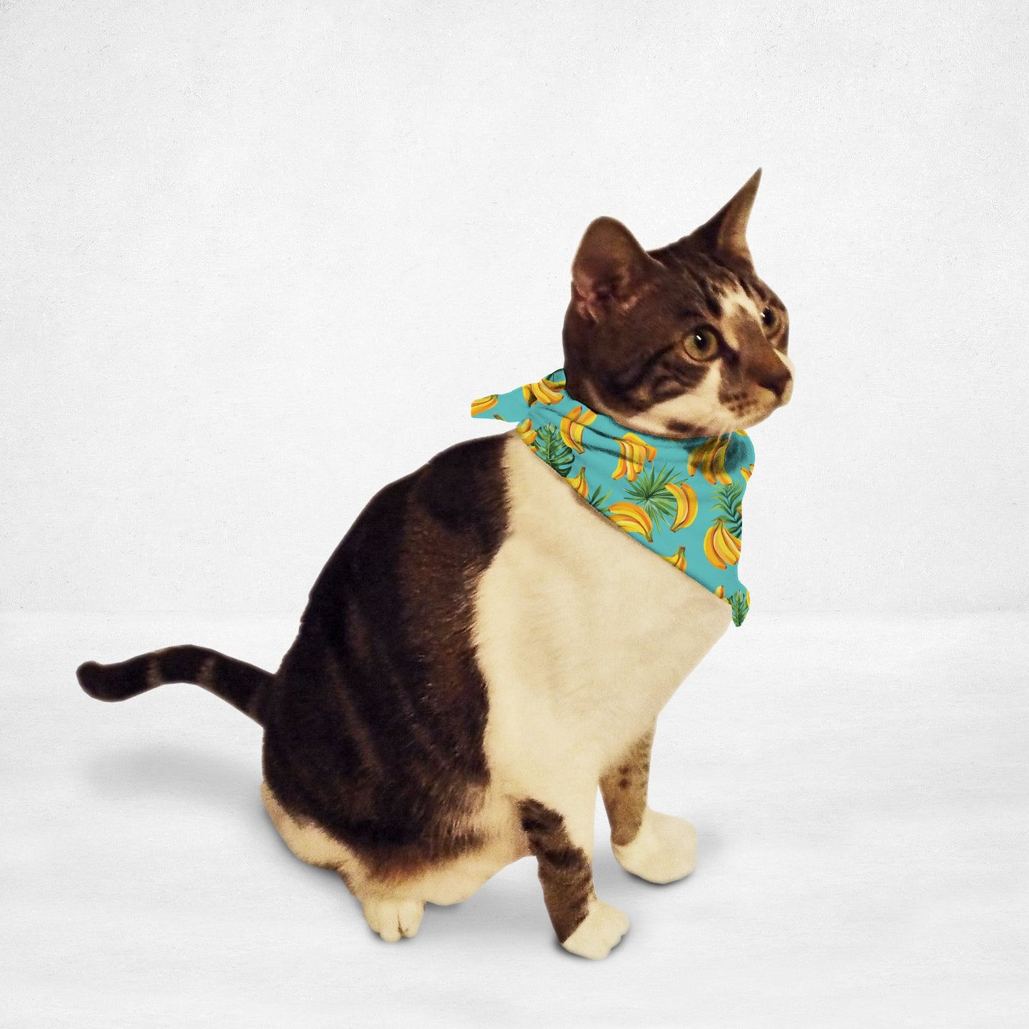 Cat wearing a banana print pet bandana with yellow bananas on a blue background