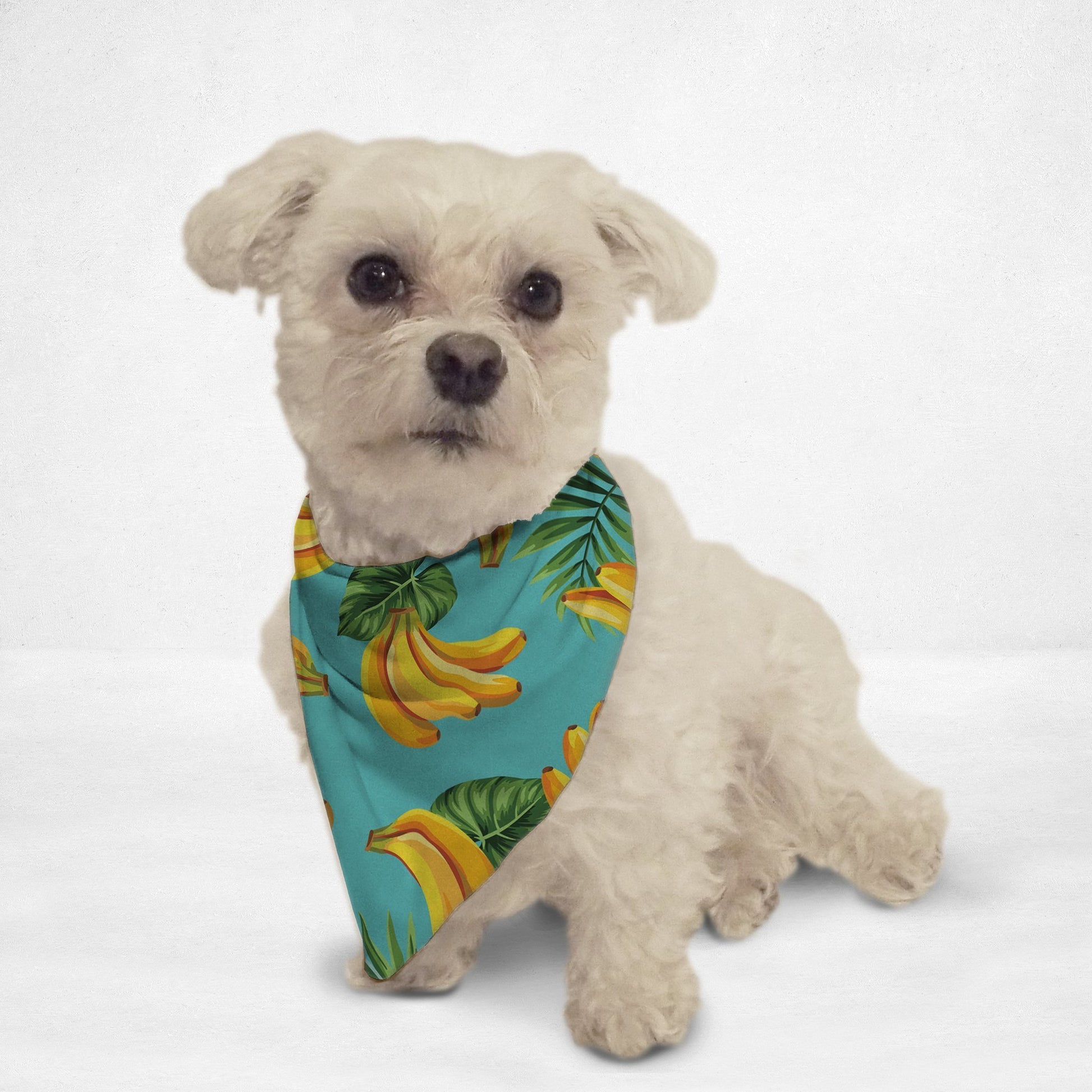 Small white dog wearing a blue banana print pet bandana with green leaves by Orange Poppy