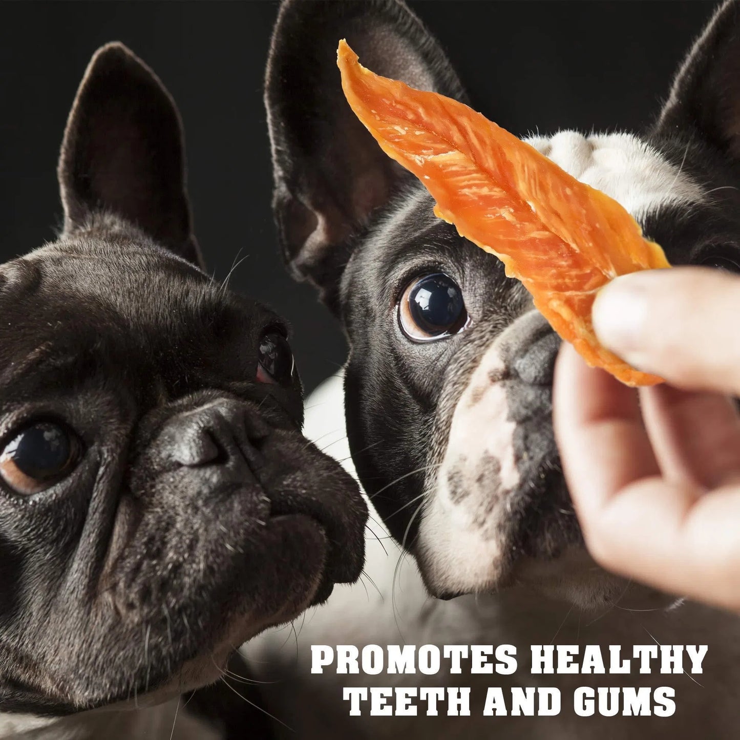 Two French bulldogs eyeing Orange Poppy organic high protein dog chews held by hand promoting dental health