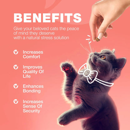 Benefits of flea treatment chews for cats, improving comfort, quality of life, and bonding