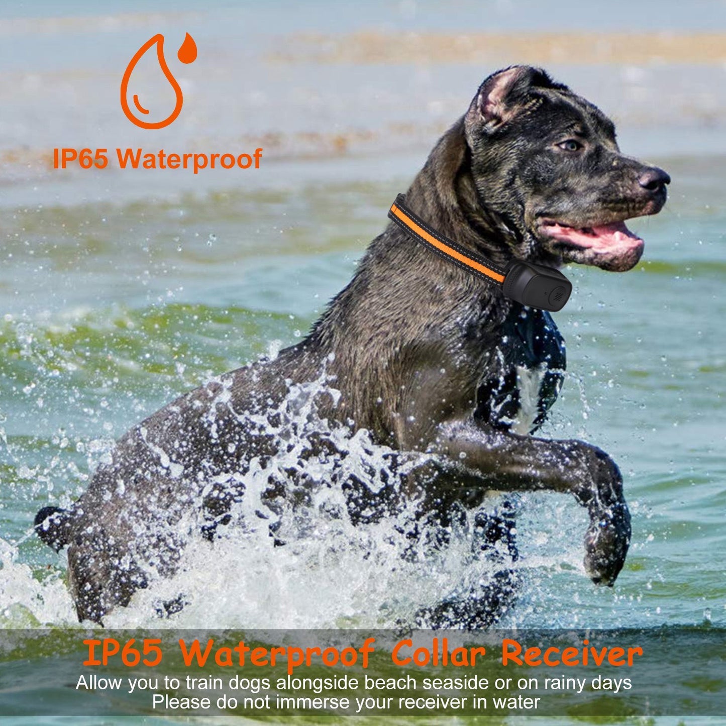 Dog wearing an IP65 waterproof collar receiver while swimming, ideal for long range dog trainer with safety lock