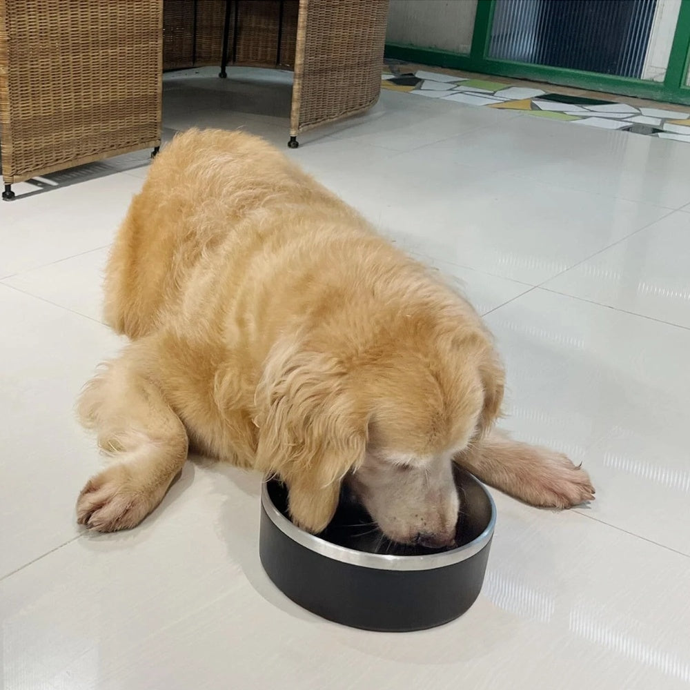 Golden retriever using an easy to clean pet feeding bowl on a tiled floor