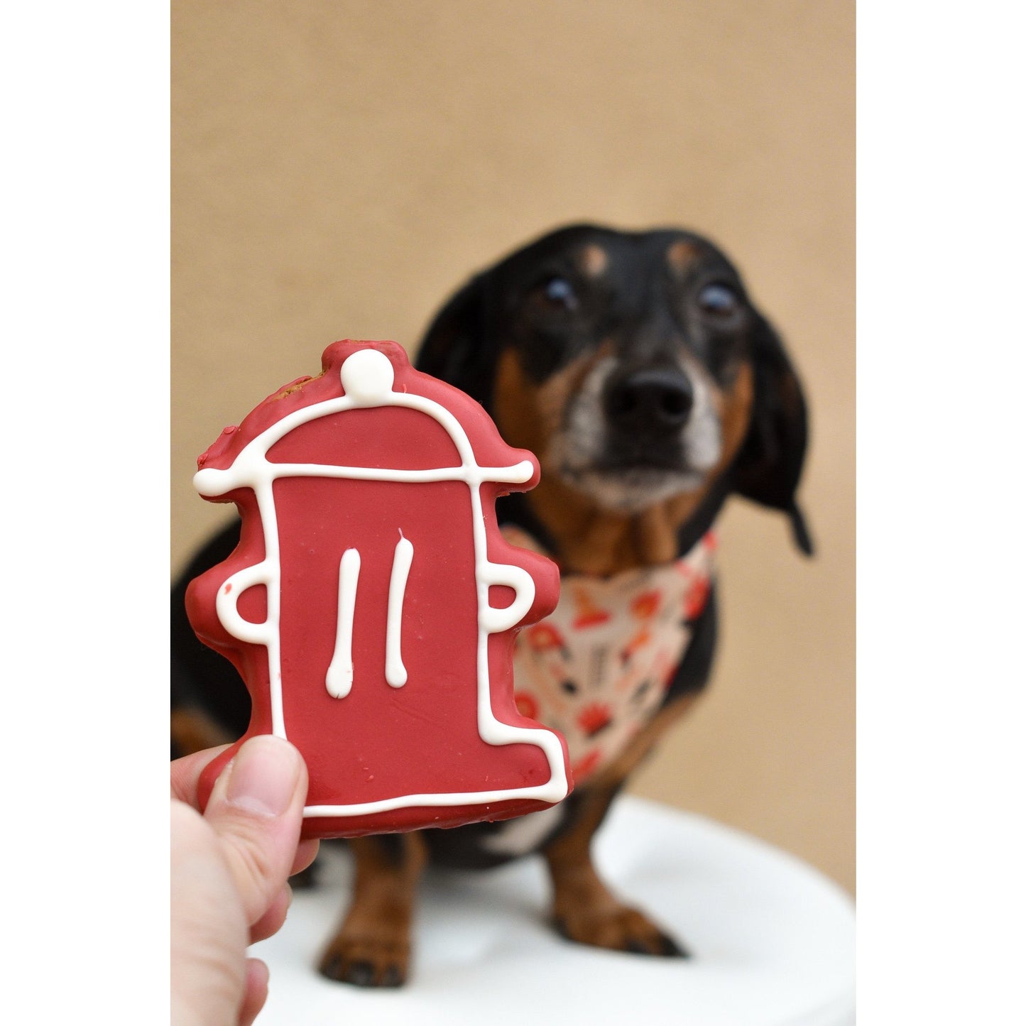 Firefighter dog bandana worn by a small black and brown dog with a red fire hydrant cookie in hand