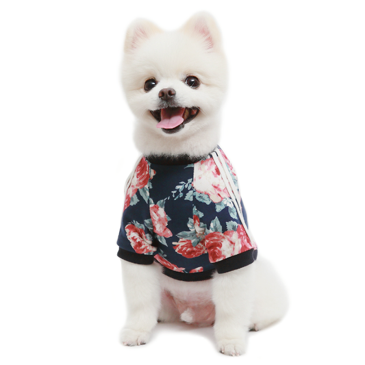 Small white dog wearing a colorful floral dog shirt with pink and red flowers on navy background