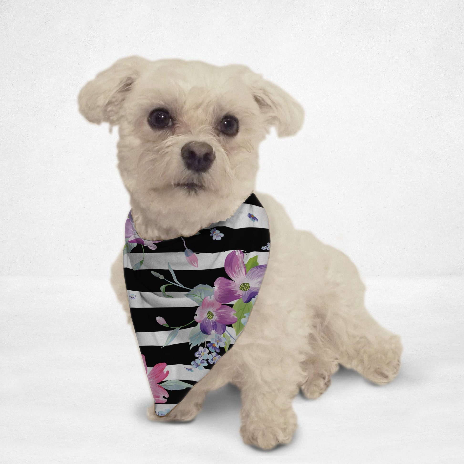 Small white dog wearing a black and white striped floral pet bandana with purple and pink flowers