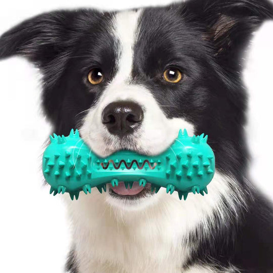 Border Collie chewing turquoise spiky bone durable dog teeth cleaning toy for dental care and heavy chewers by Orange Poppy