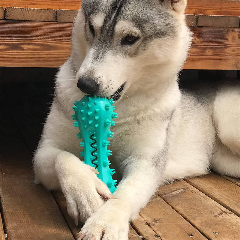 Siberian husky chewing turquoise spiky bone on wooden deck Orange Poppy durable dog teeth cleaning toy