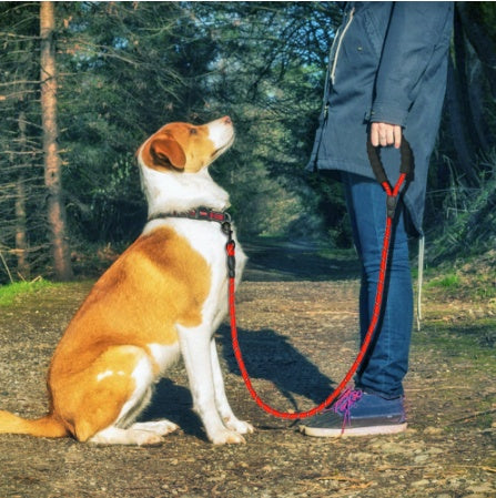 Durable nylon dog rope leash in red attached to a dog sitting by its owner on a nature trail