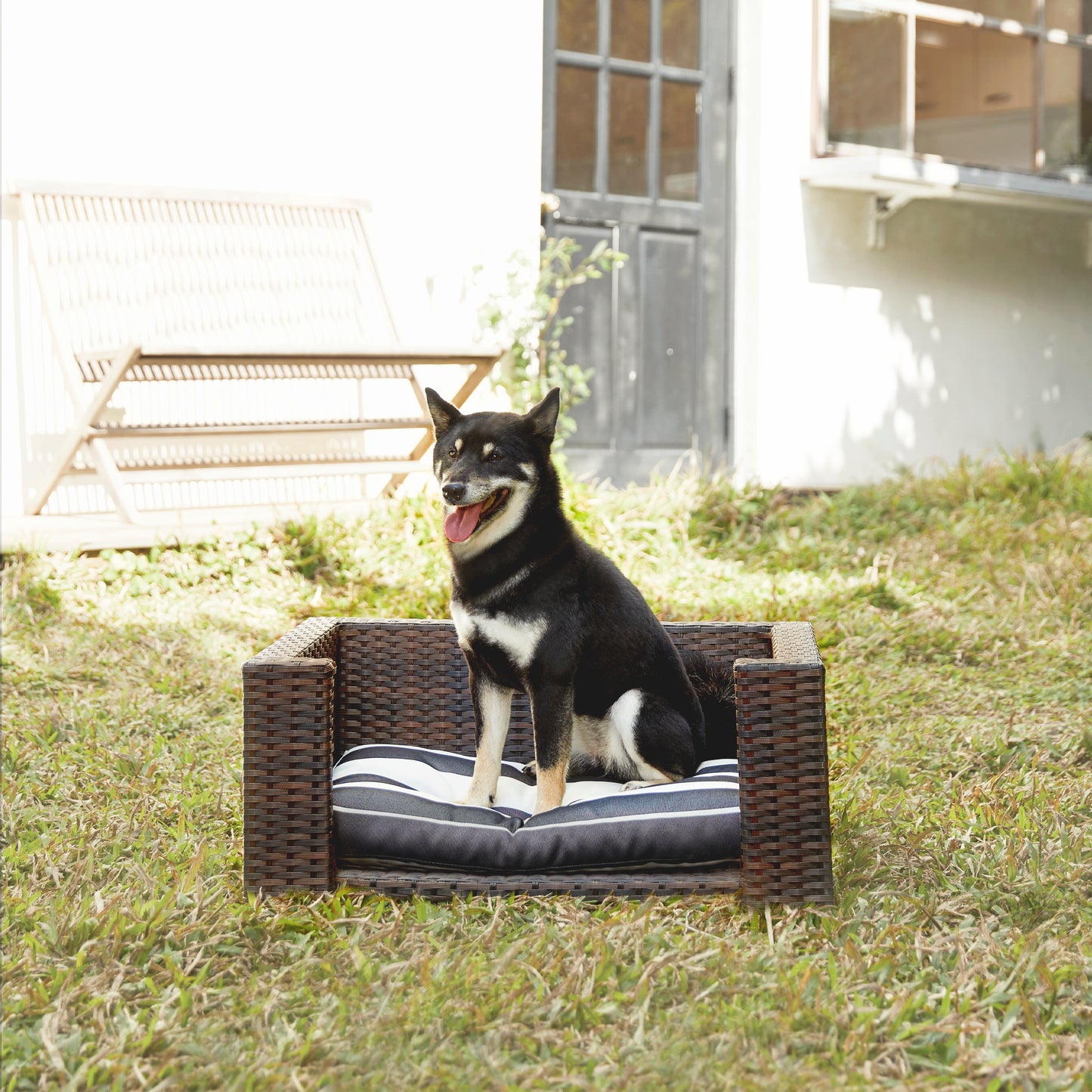 Black and white dog sitting on a rattan dog bed with cushion outdoors on grass