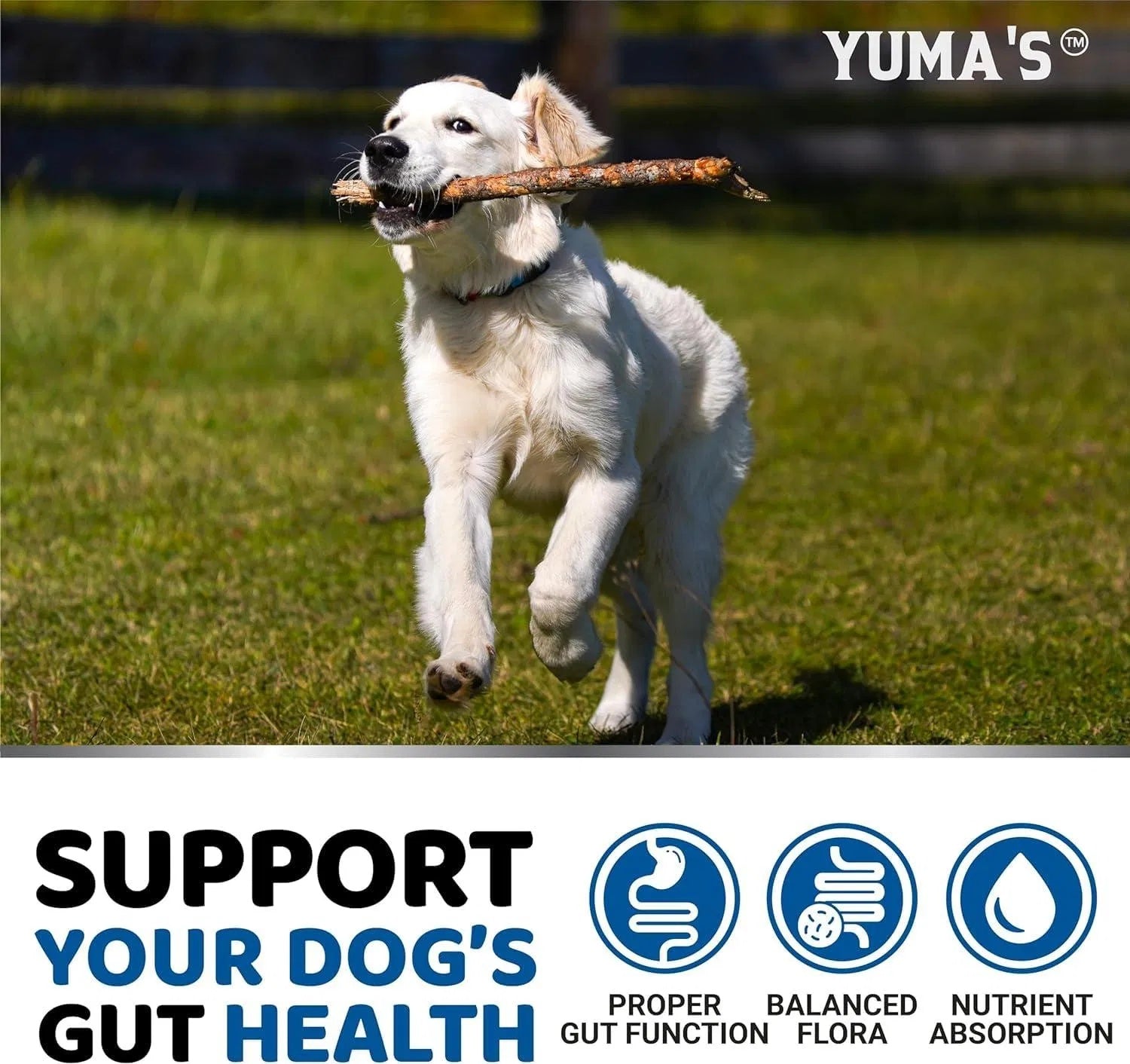 Happy golden retriever running with a stick on grass illustrating probiotics for dogs supporting gut health and active play